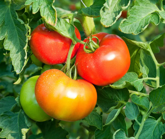 Tomato-plants-thrive-in-full-sunlight LJ Seeds Co.