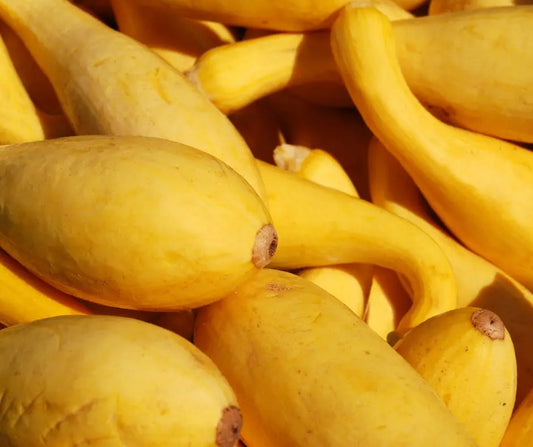 Experience-the-Best-Summer-Ever-How-to-Grow-the-Most-Delicious-Squash LJ Seeds Co.