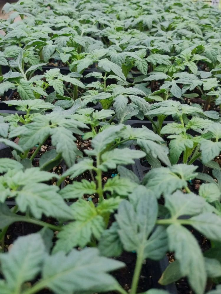 Live garden Plants LJ Seeds Co.