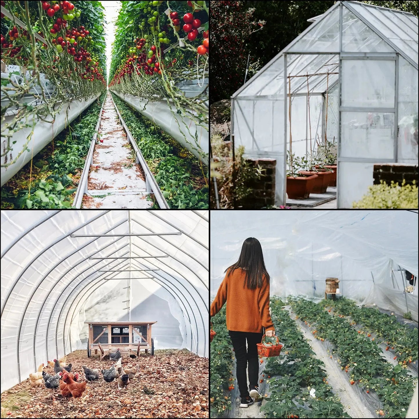 VEVOR Greenhouse Cover 6 Mil Clear Plastic Greenhouse Film UV Resistant Polyethylene Covering Garden Plants Flowers Agriculture LJ Seeds Co.