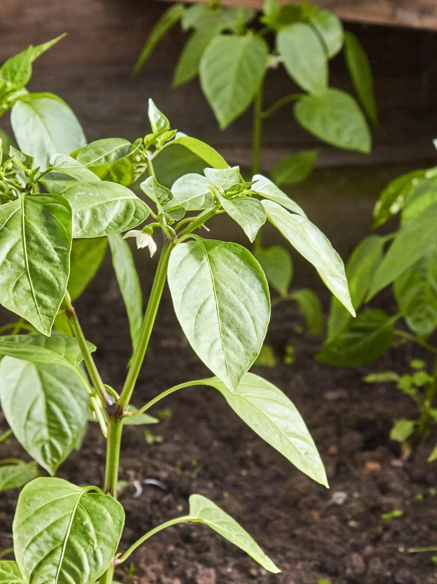 Jalapeno Pepper Plant LJ Seeds Co.