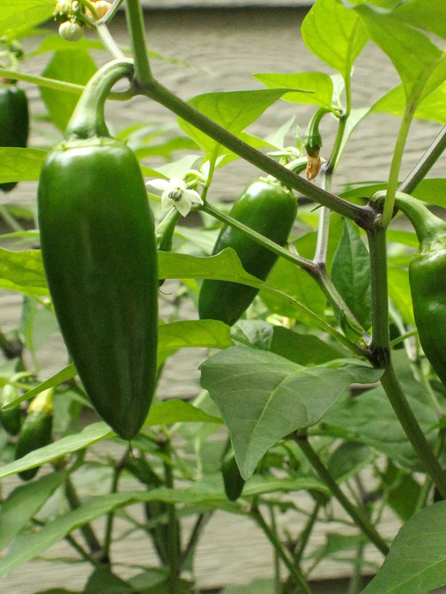 Jalapeno Pepper Plant LJ Seeds Co.