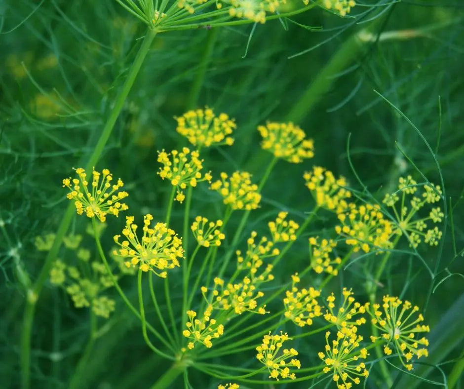 Dill - Mammonth