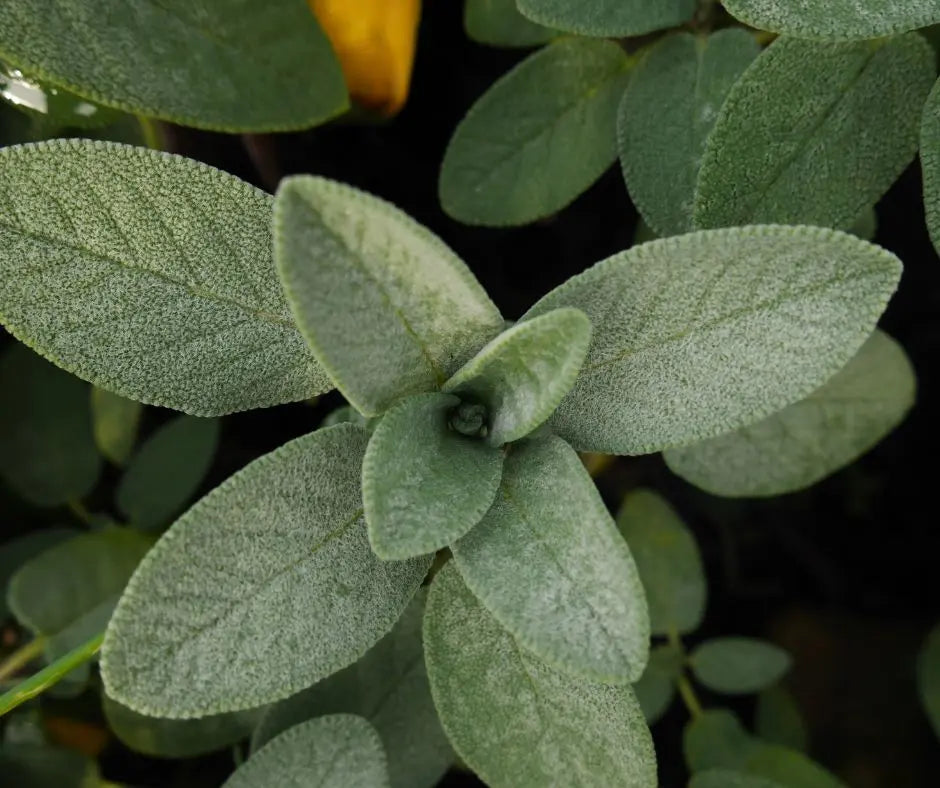 Sage - Broad leaf