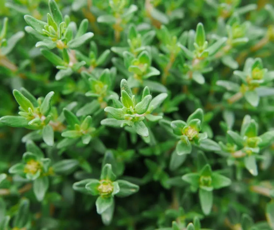 Thyme - Common