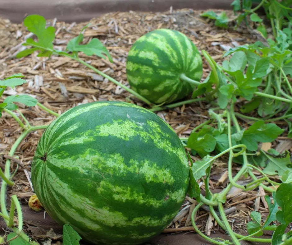 Watermelon - Crimson Sweet