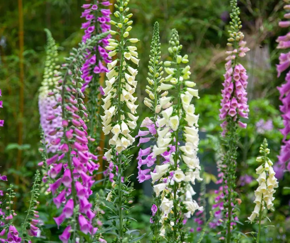 Foxglove - Mixed Colors