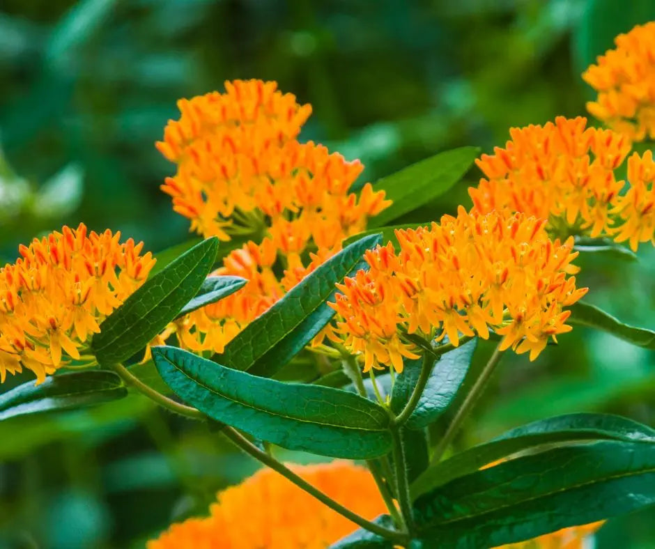 Butterfly weed