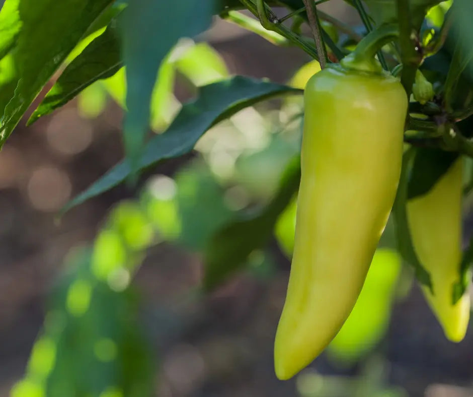 Pepper- Sweet Banana