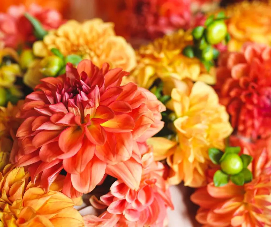 Dahlia - Mixed Colors