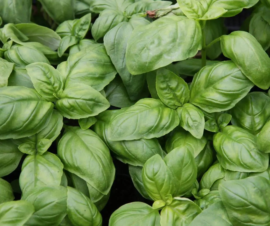 Basil -Genovesse