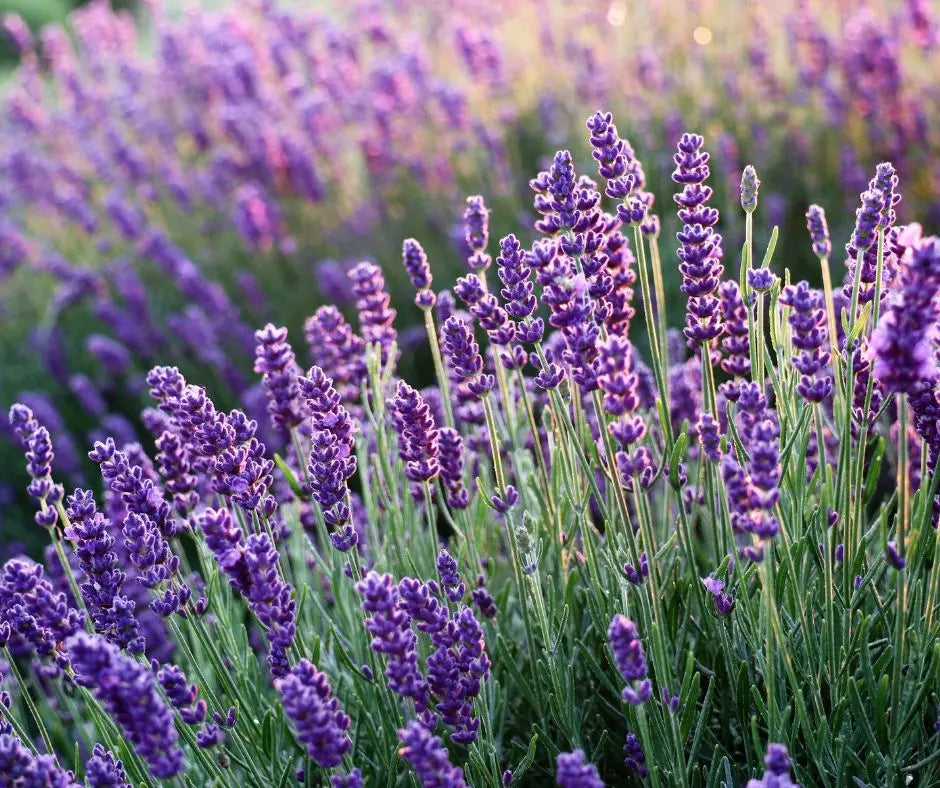 Lavender - True