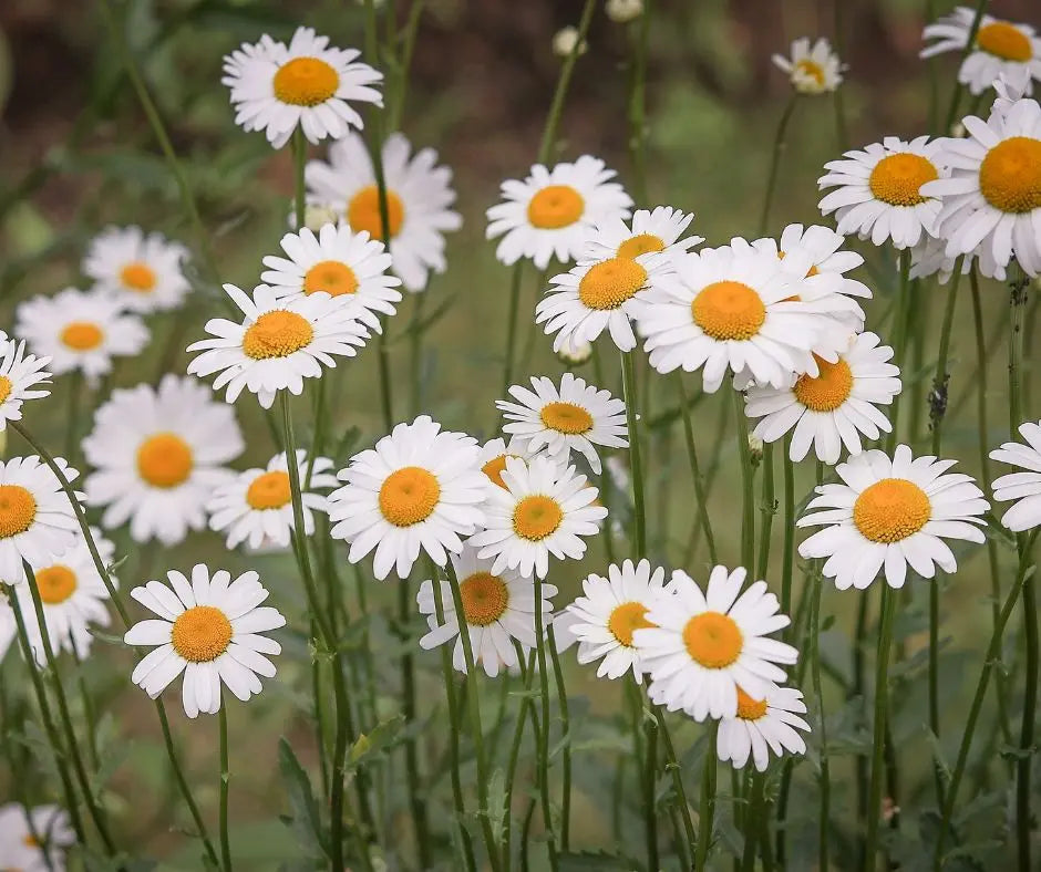 African Daisy - Mixed Colors