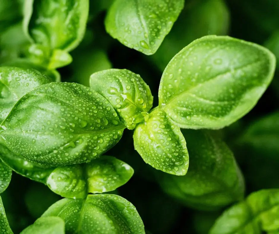 Basil - Spicy Globe