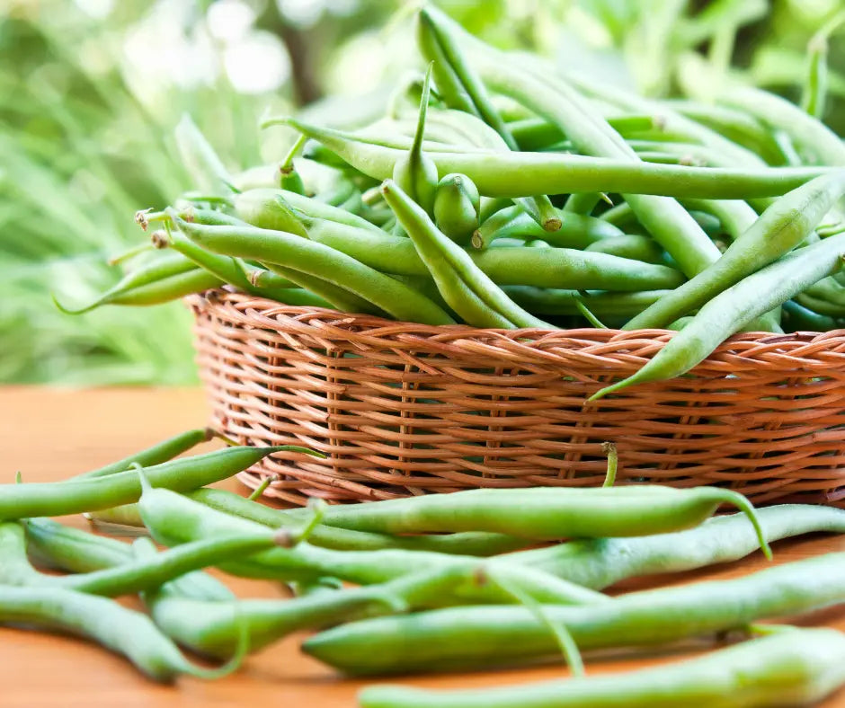 Bean Bush - Blue Lake
