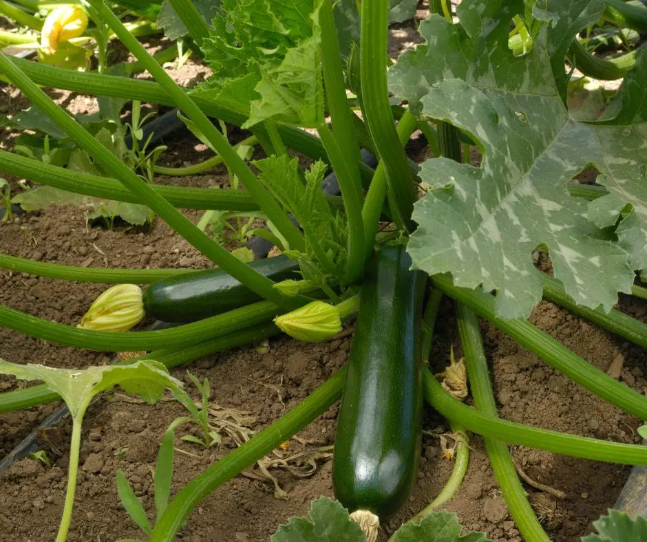 Zucchini Squash- Dark Green