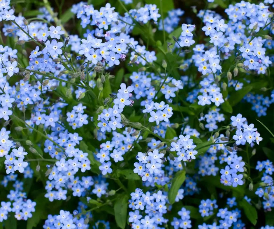 Forget me not
