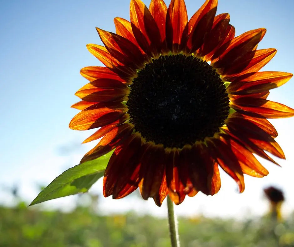 Sunflower- Cut Red