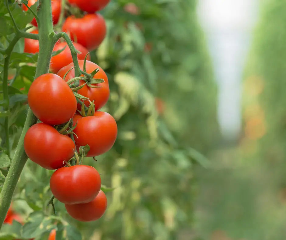 Mortgage Lifter Tomato