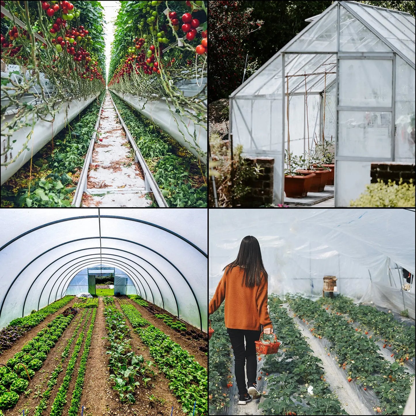 VEVOR Greenhouse Cover 6 Mil Clear Plastic Greenhouse Film UV Resistant Polyethylene Covering Garden Plants Flowers Agriculture LJ Seeds Co.