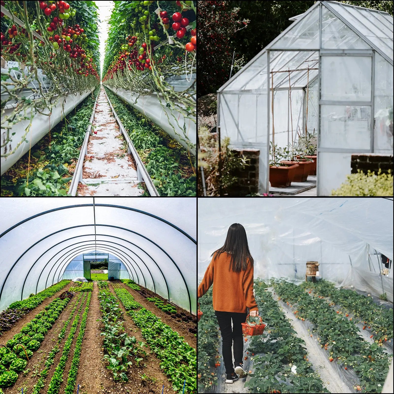 VEVOR Greenhouse Cover 6 Mil Clear Plastic Greenhouse Film UV Resistant Polyethylene Covering Garden Plants Flowers Agriculture LJ Seeds Co.