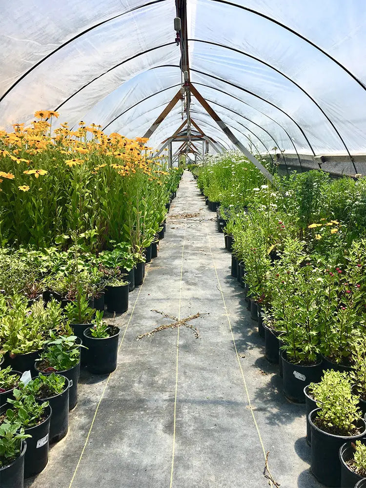 VEVOR Greenhouse Cover 6 Mil Clear Plastic Greenhouse Film UV Resistant Polyethylene Covering Garden Plants Flowers Agriculture LJ Seeds Co.