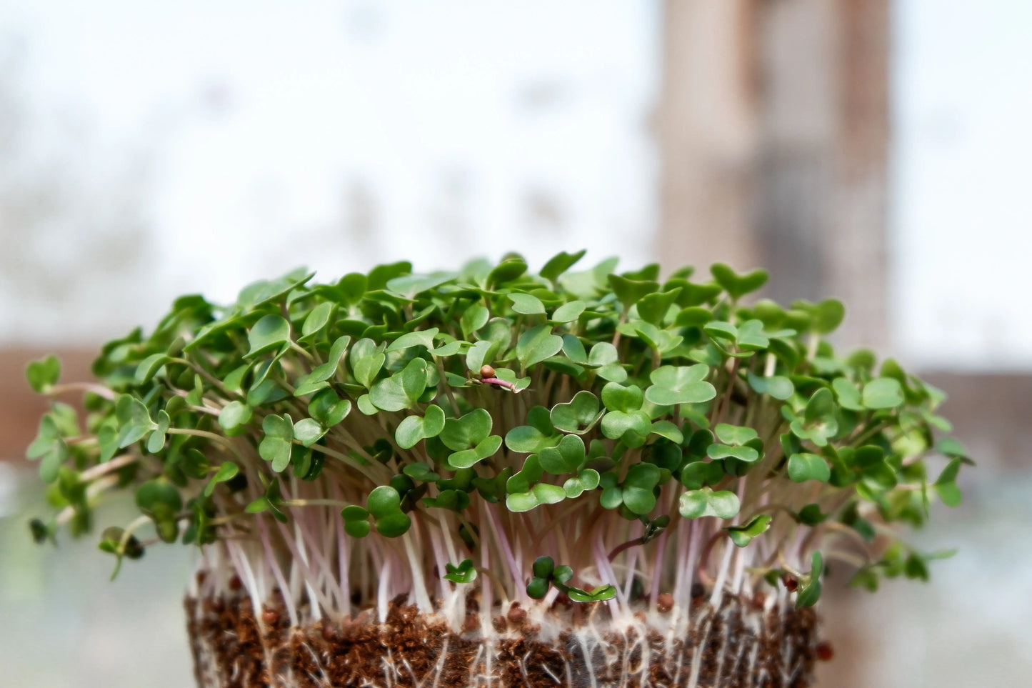 Micro Green Mix