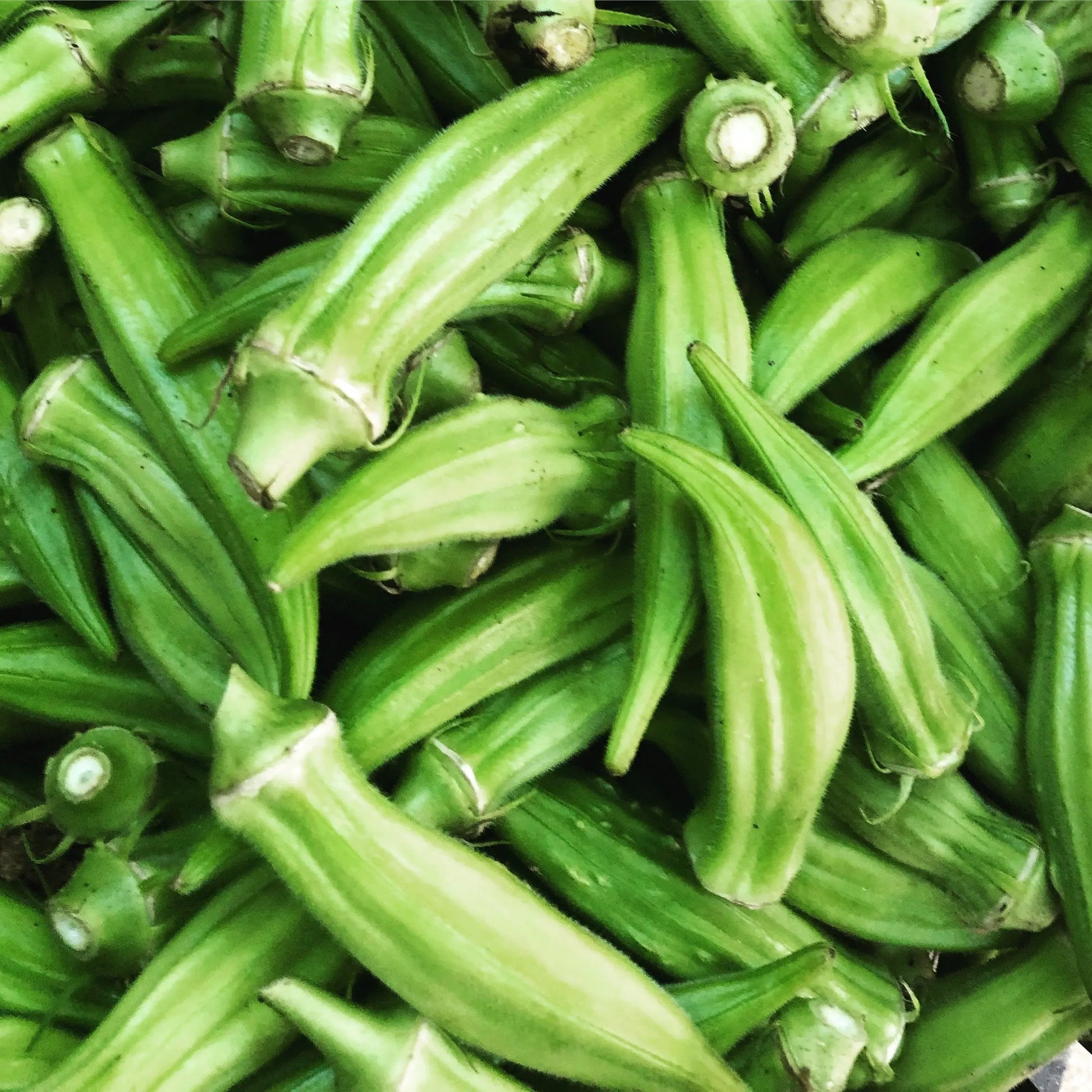 Okra - Clemson Spineless