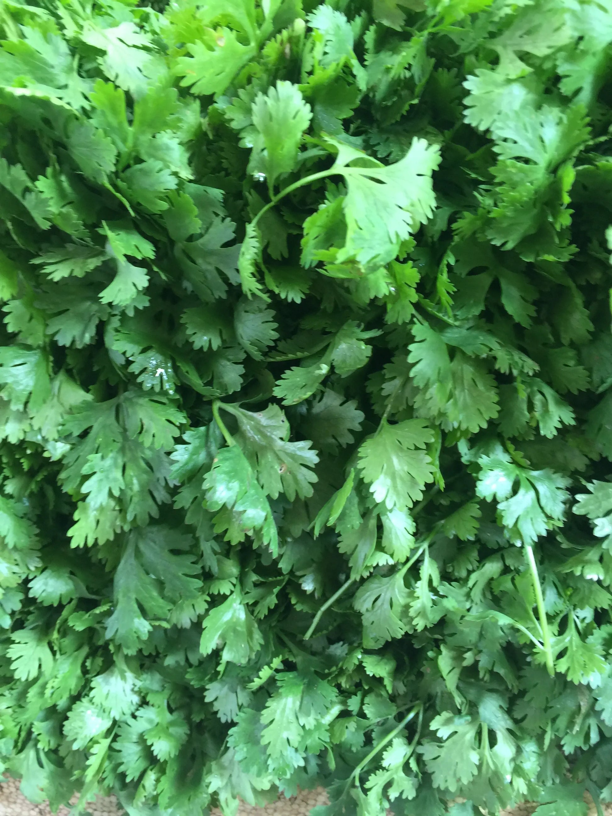 Cilantro - Santo