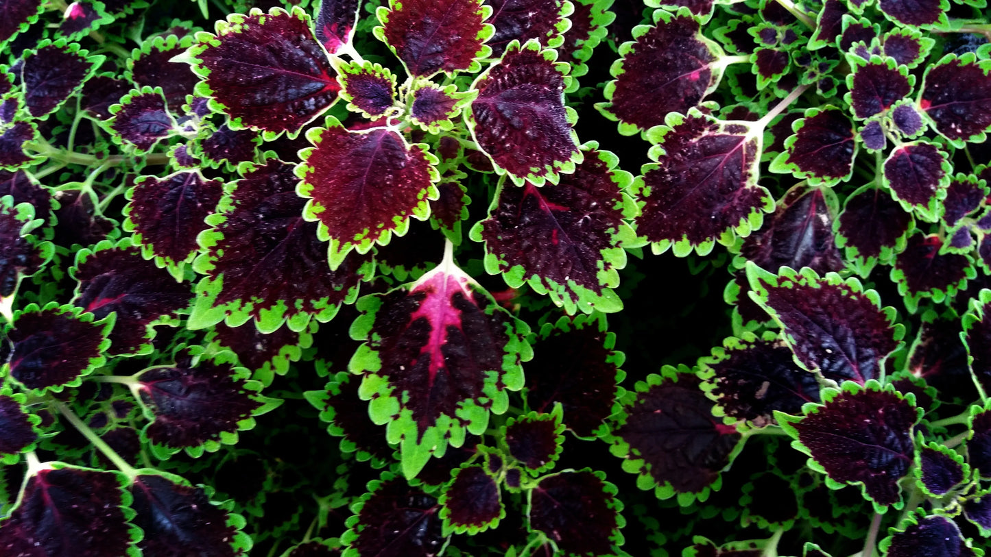 Coleus - Rainbow Mix