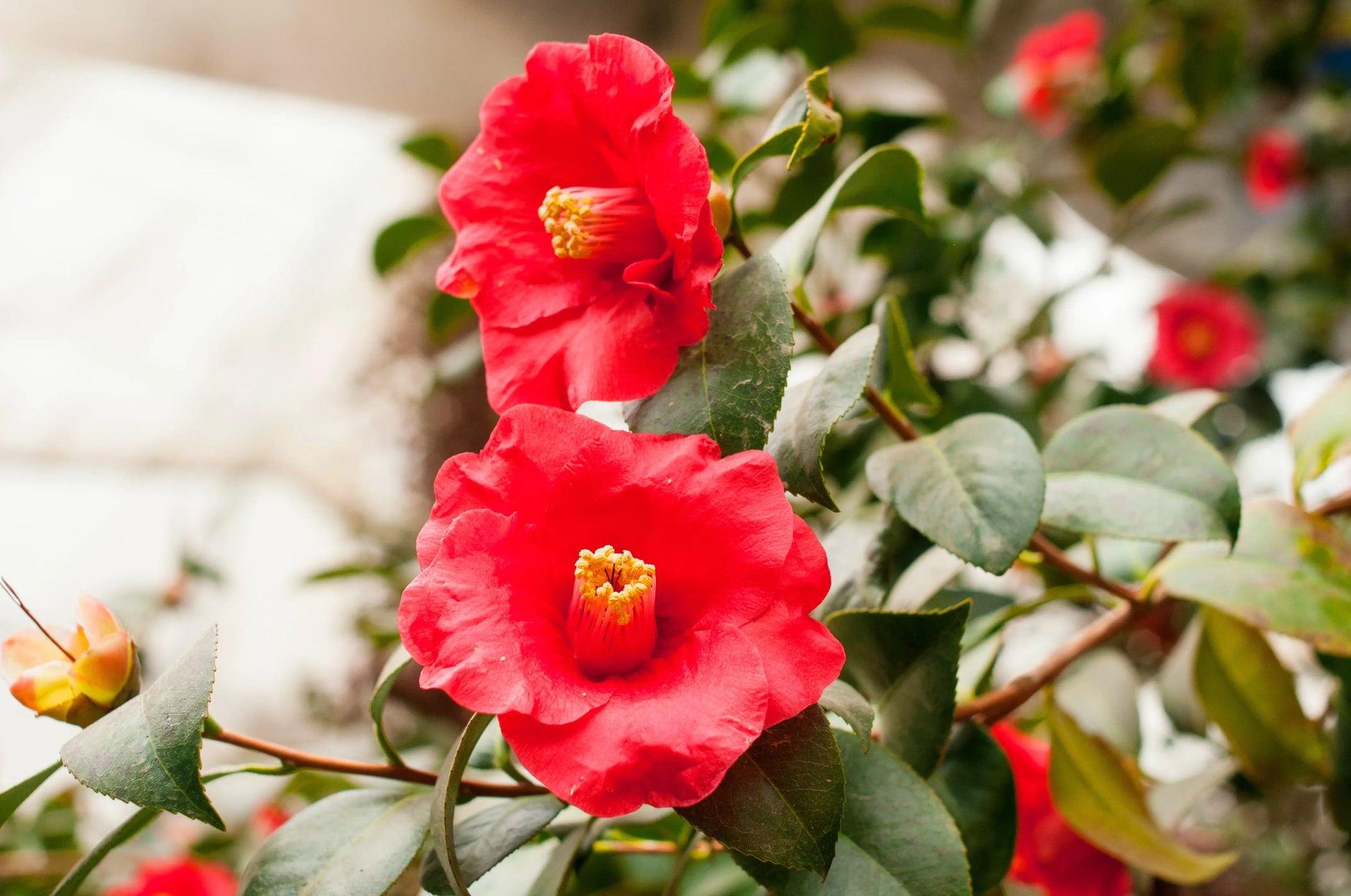 Balsom - Camila Flower Mixed Colors