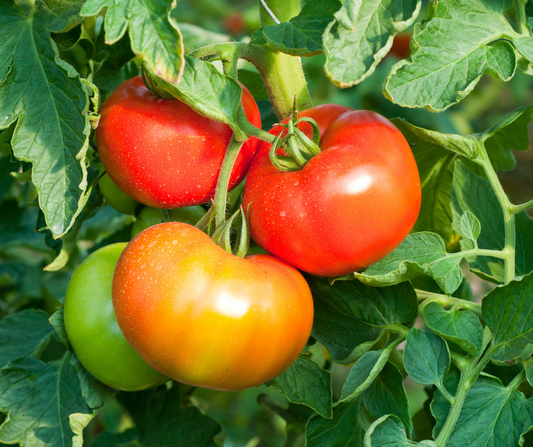 Tomato plants thrive in full sunlight