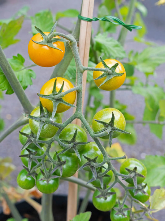Sungold Cherry Tomato Live Plant LJ Seeds Co.