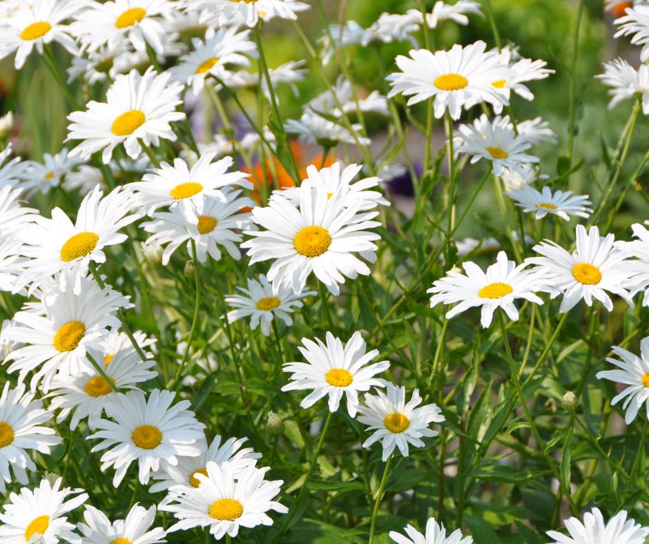 Shasta Daisy - Alaska – LJ Seeds Co.