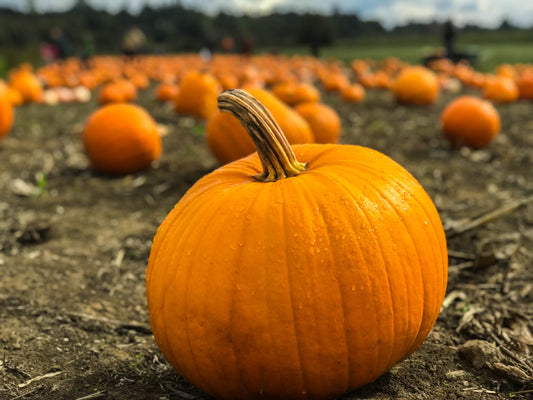 Pumpkin- Jack O Lantern